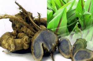 tác dụng của nghệ đen