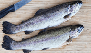 cá hồi cầu vồng