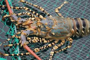 giải cứu tôm hùm