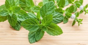 lá bạc hà