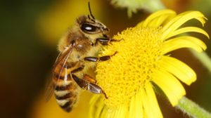 thành phần mật ong