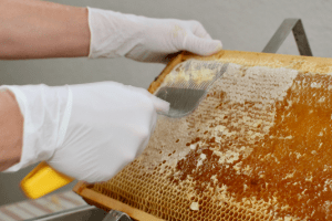 quy trình lấy mật ong