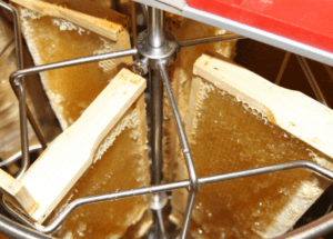 thu hoạch mật ong