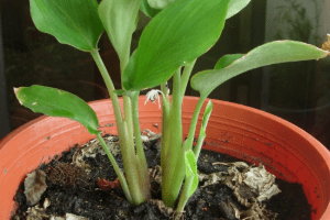 kỹ thuật trồng cây nghệ đen tại nhà