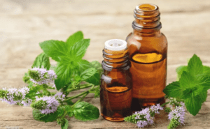 tinh dầu bạc hà