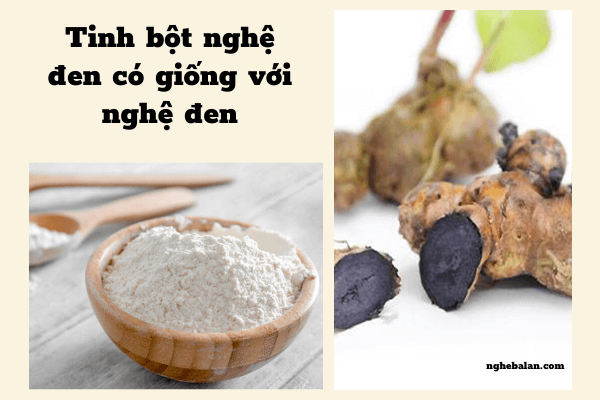 tinh bột nghệ đen có giống củ nghệ đen